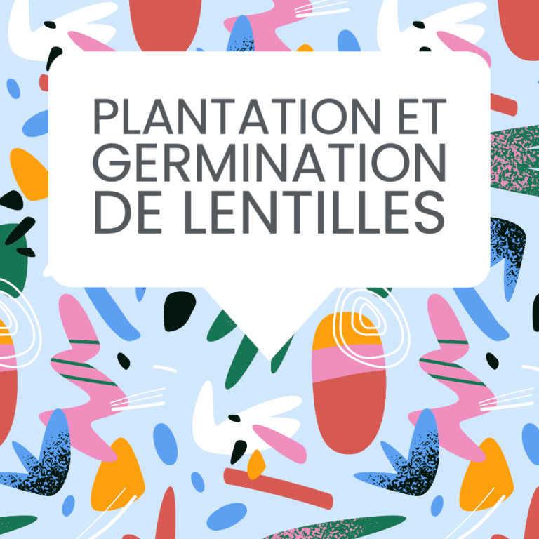 plantation germination lentilles