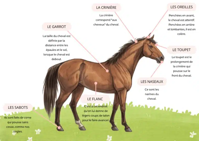Semaine équestre en classe – Stylo Plume Blog